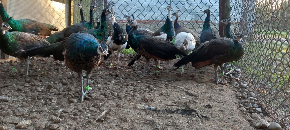 Paw pawie szmaragdowe 2025r