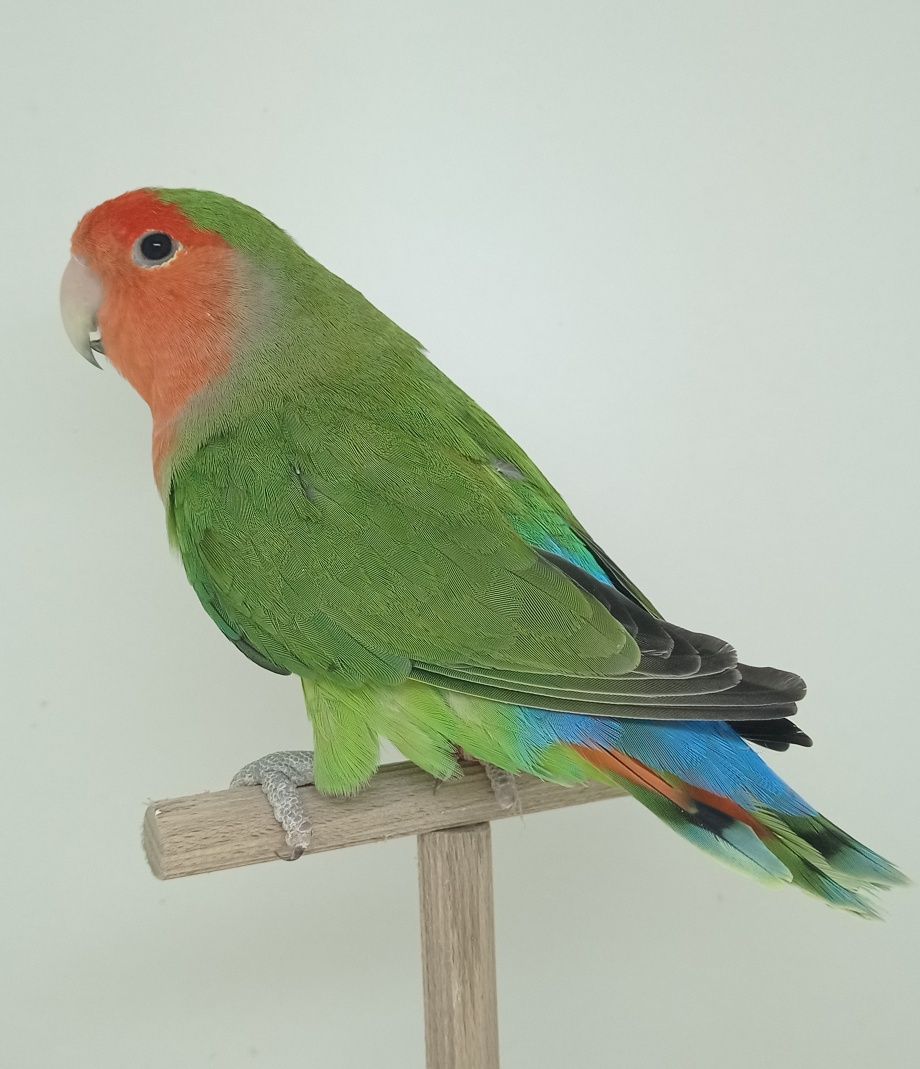 Agapornis Roseicolis longfeather