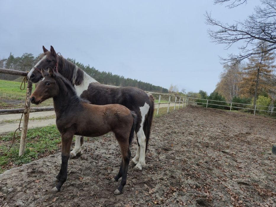 klacz kasztanowatosrokata z źróbką