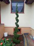 Tuje szmaragd (spirale itp)