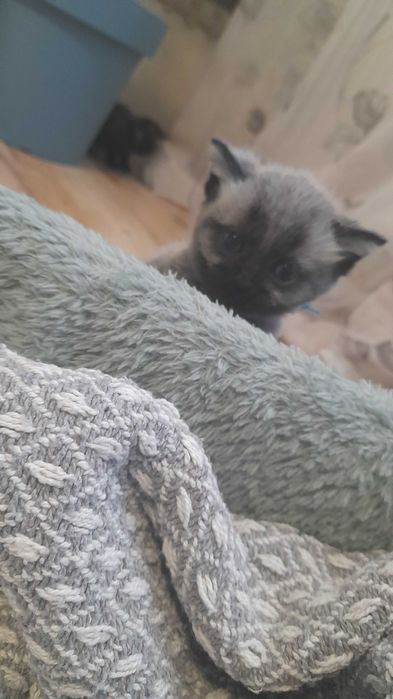 Kotki brytyjskie bez rodowodu