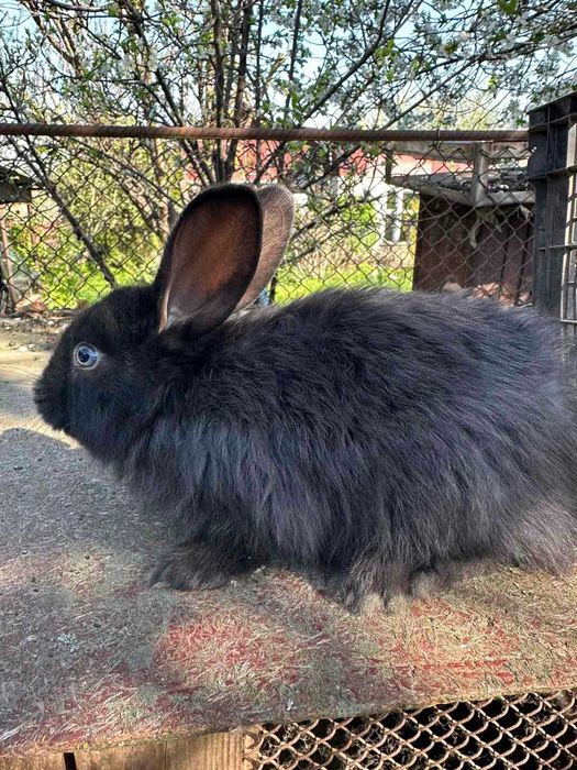 Продам кролей фландер