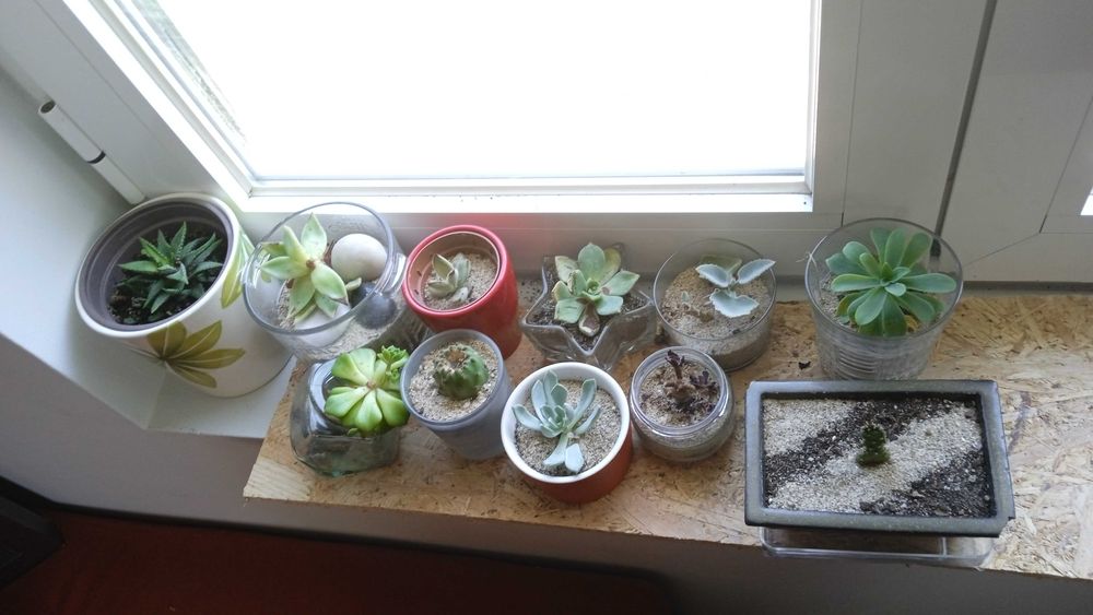 Plantas suculentas de indoor