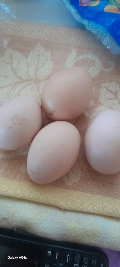 Яйца домашні курачі