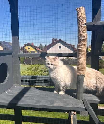 Miot Y Neva Masquerade Syberyjski rodowód FIFE
