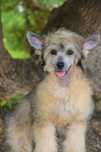 Lyborius Legacy - Chinese Crested Dog