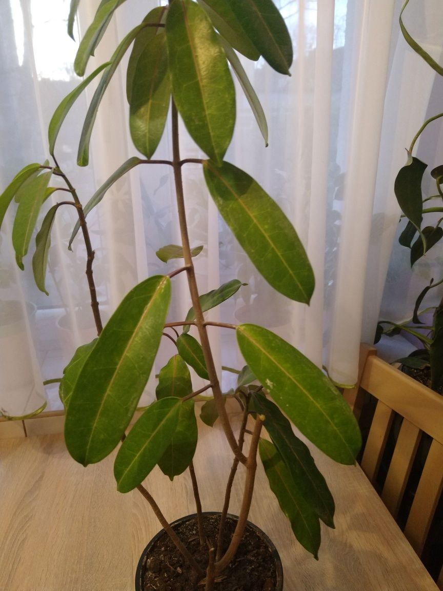 Kwiatek doniczkowy 75 cm
