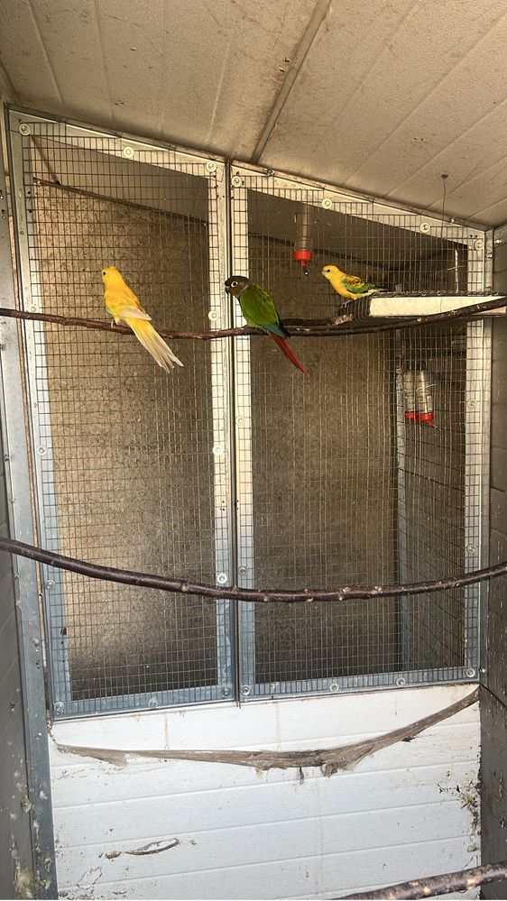 Casais de red rumpeds