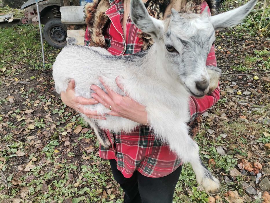 Продам К о з о ч к у