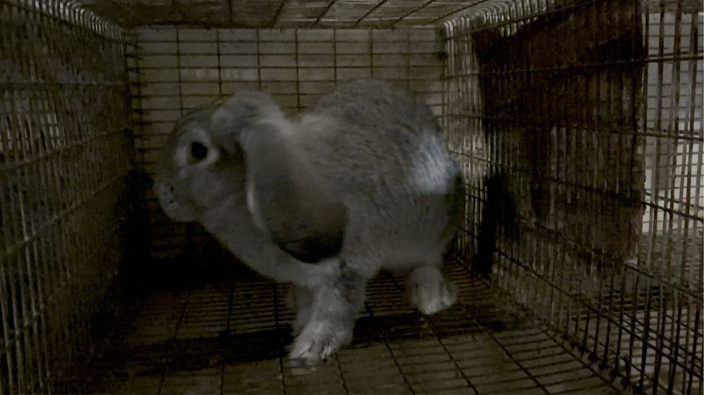 Самець кролик Баран