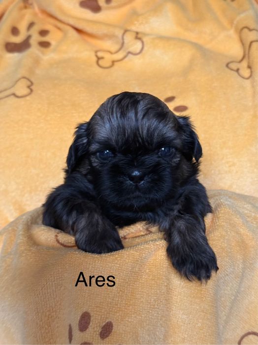 Shih Tzu, Ares z rodowodem