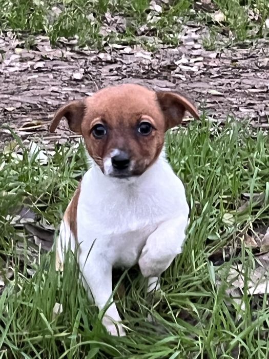 Собачки  джек рассел