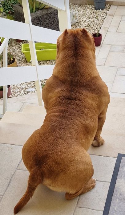 Bully para Montas,queres  namorar comigo ?