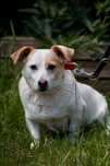 Śnieżka- 3 letnia łagodna suczka do adopcji