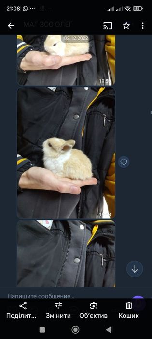 міні кролики декоративні незвичайно маленькі