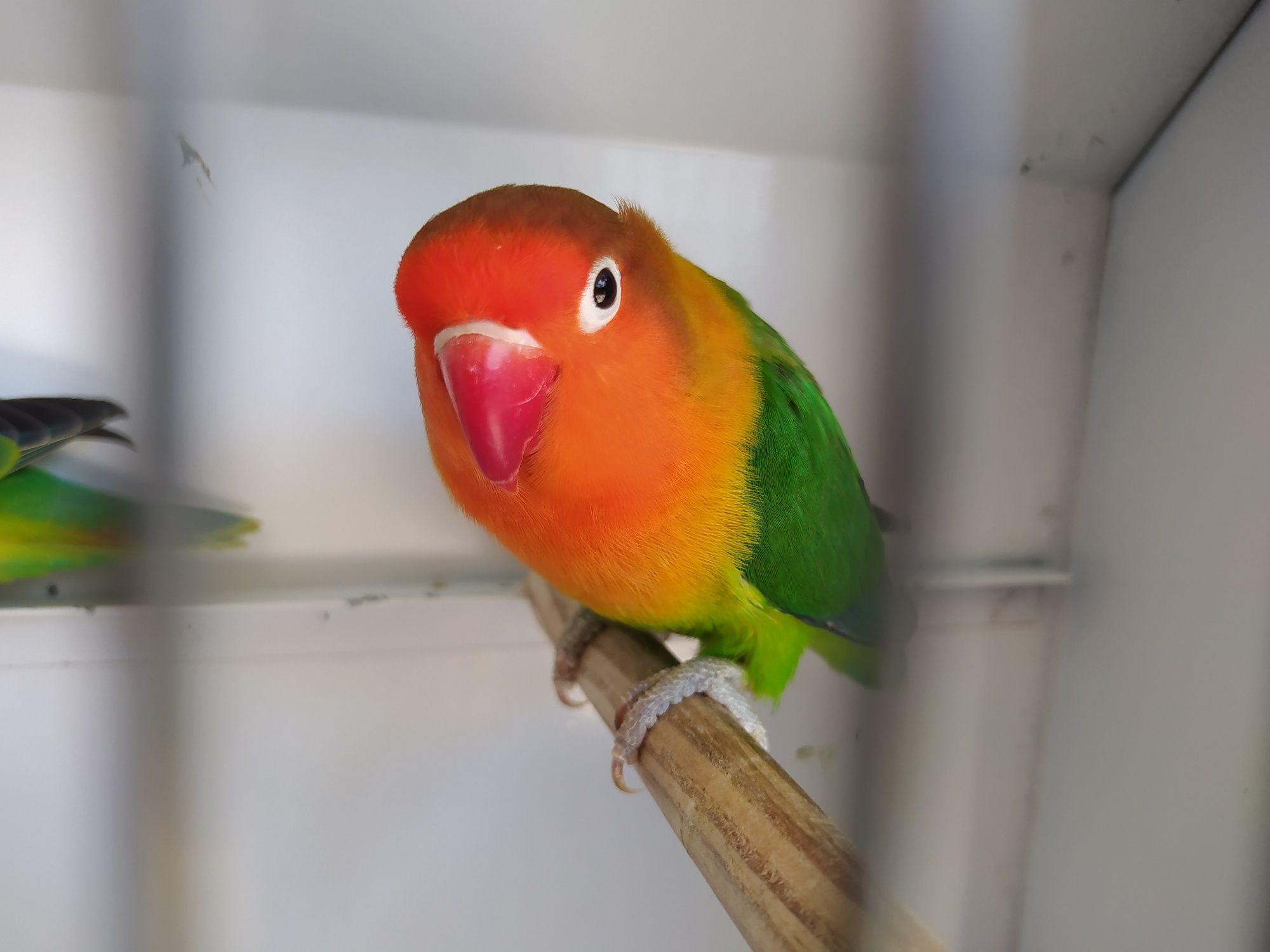 Agapornis fischeri