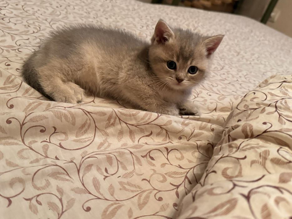 Шотландська золота шиншила кошенята