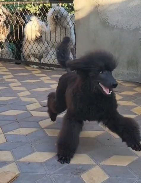 Щенок большого пуделя