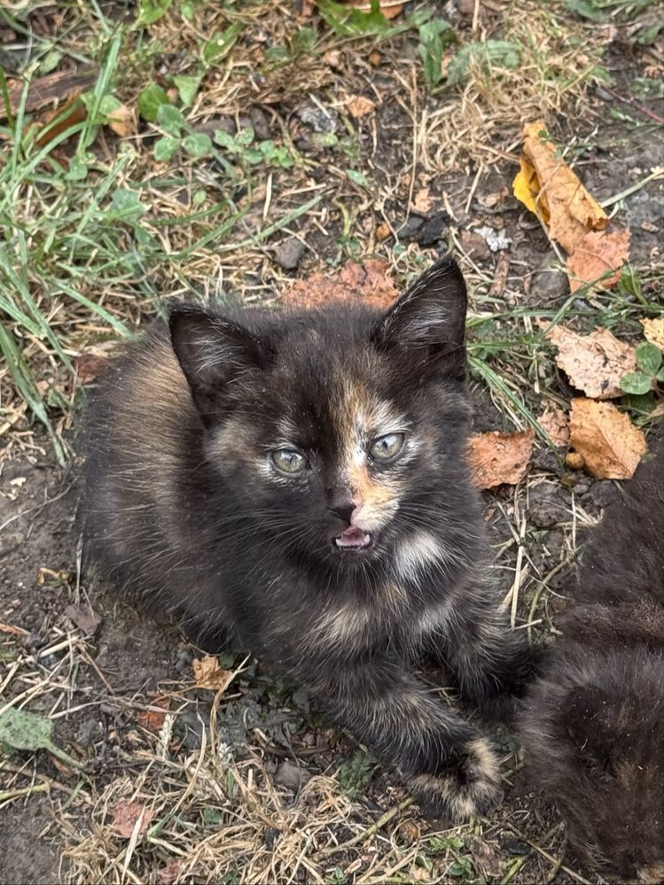 Котики в добрі руки