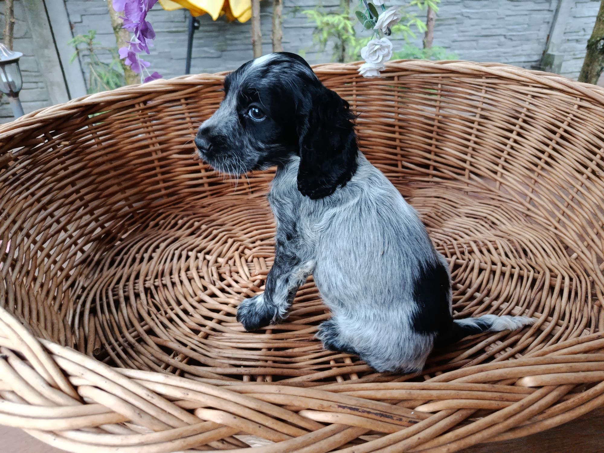 Cocker spaniel angielski Piesek Rodowód