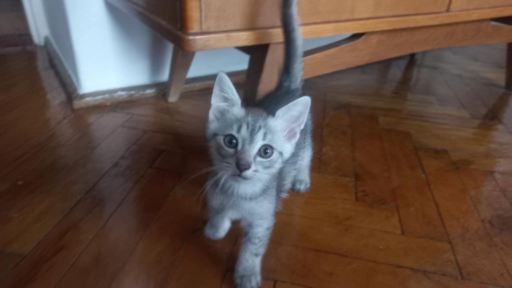 Śliczni bracia polecają się do adopcji!