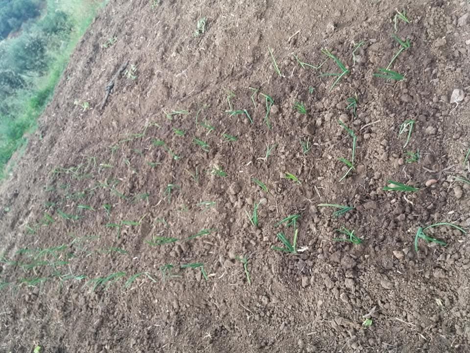 Terreno com 5.3 hectares