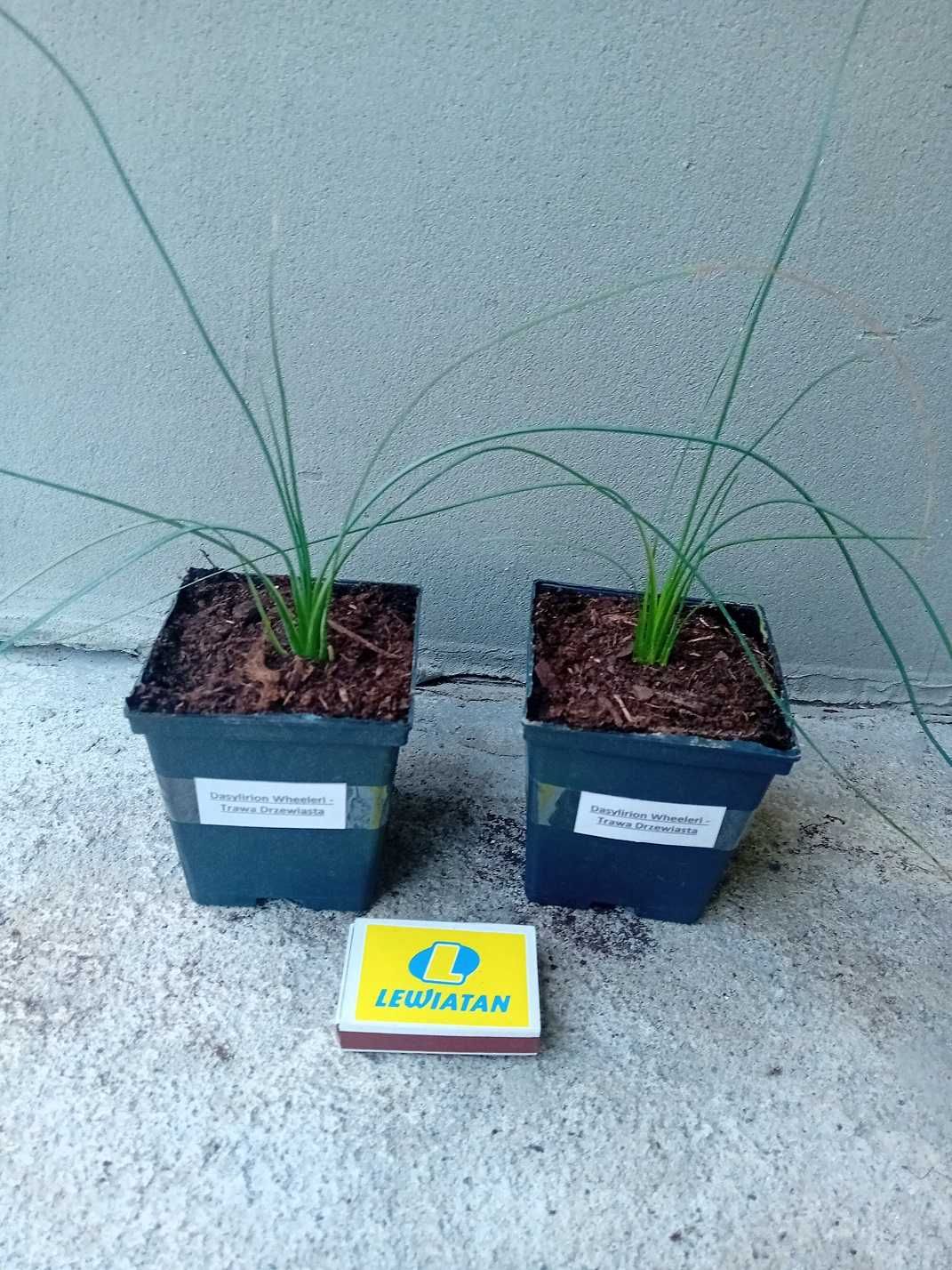 DASYLIRION WHEELERI - Meksykańska Trawa Drzewiasta