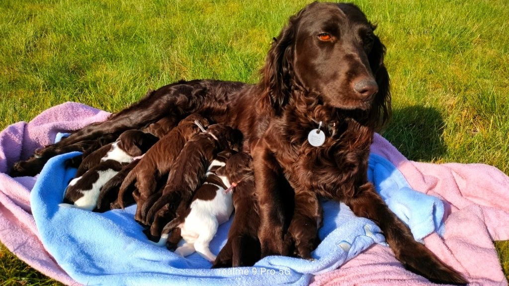 Szczeniaczek SPANIEL NIEMIECKI / Płochacz Niemiecki / Wachtelhund