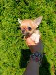 ***Mini Czteromiesięczna Laleczka Chihuahua*** Gotowa Do Odbioru ***