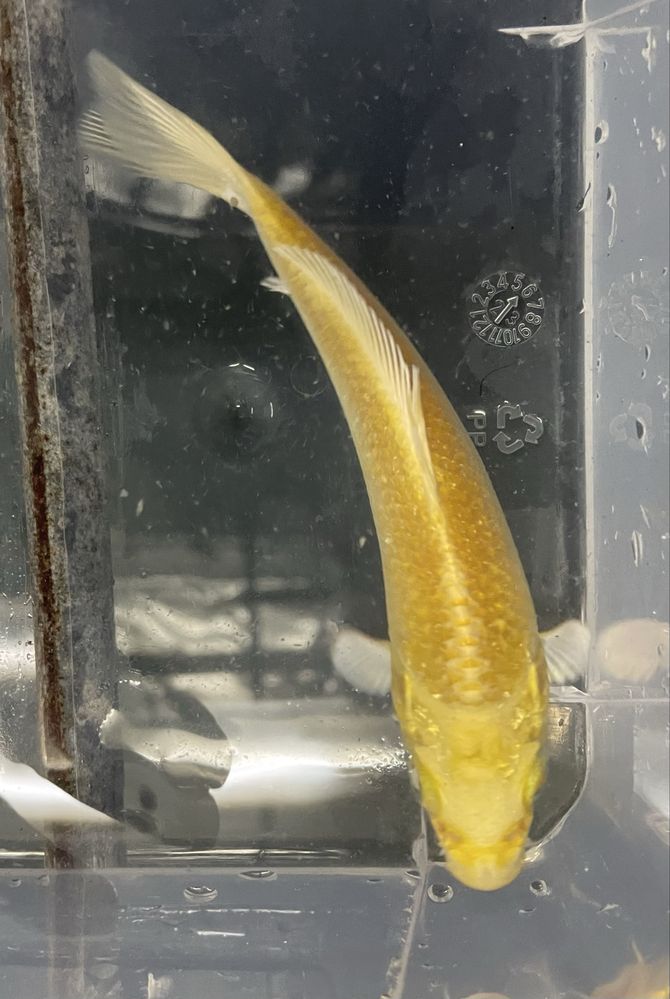 Carpa Koi 12/15cm