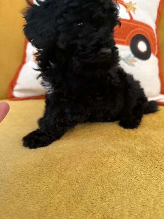 Pudel Toy - czarny-merlle- laleczki