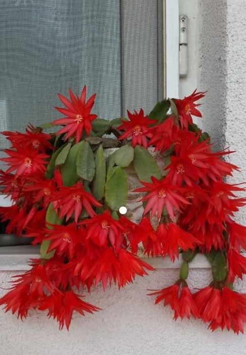 Рождественник різні сорта