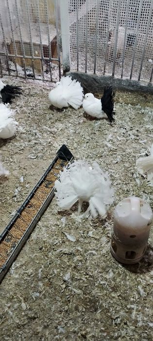 Gołębie pawiki Chalin