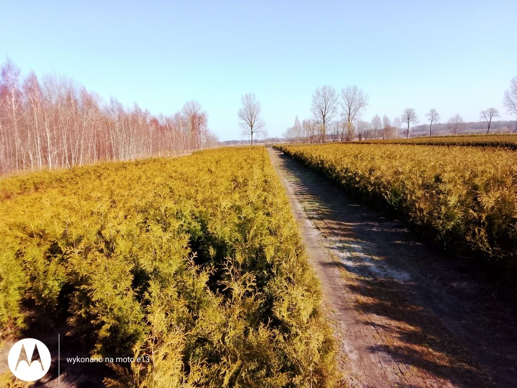 Gęsta Tuja (tuje)Brabant Prosto z Plantacji