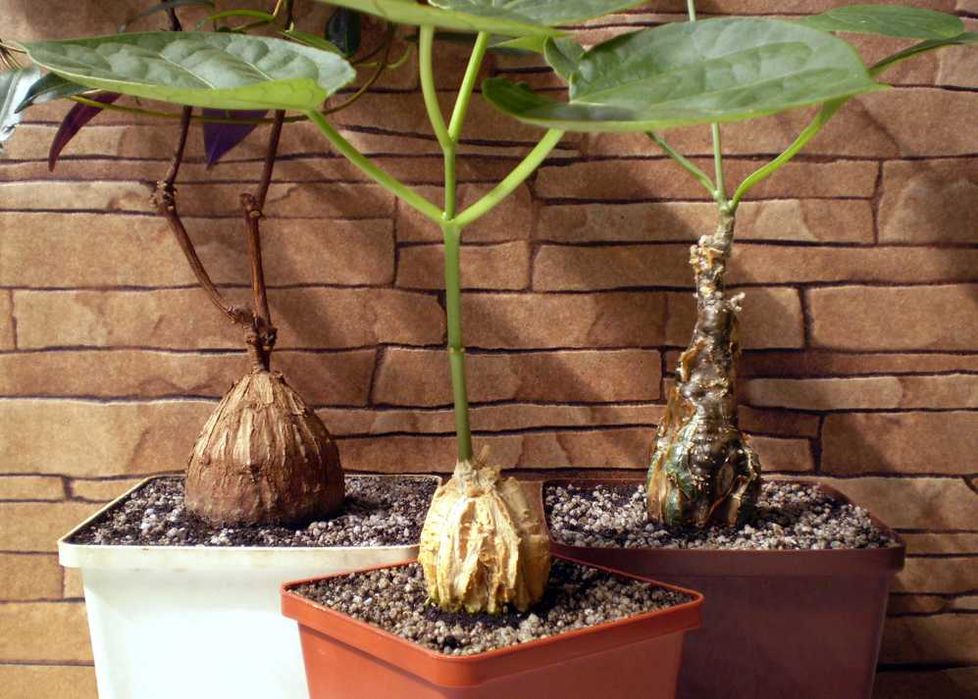 Каудексні рослини / Каудексные растения