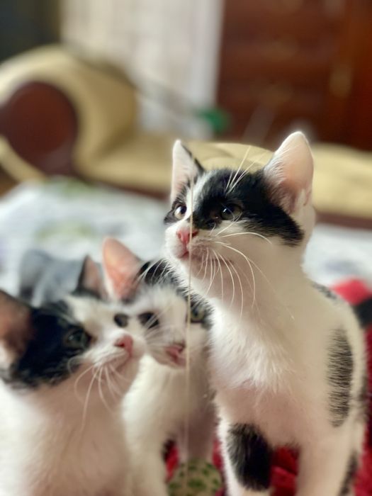 Sliczne kocieta dwa kocurki 2,5 miesieczne do oddania