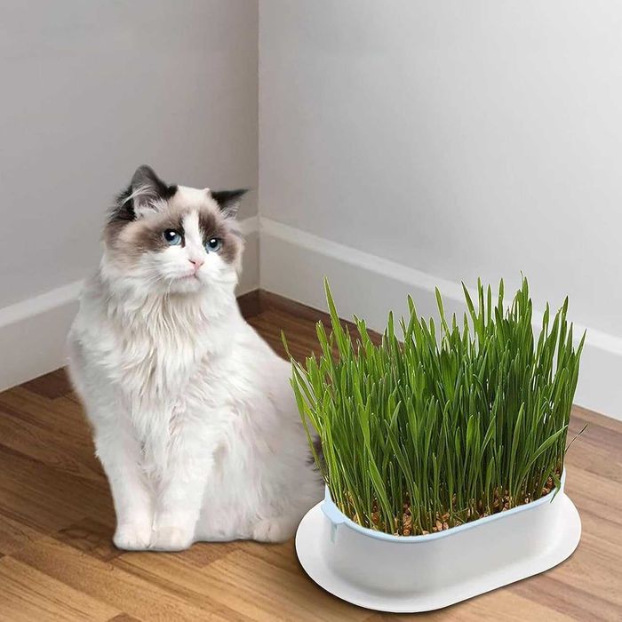 Hydroponiczne pudełko na trawę dla kota Zielone