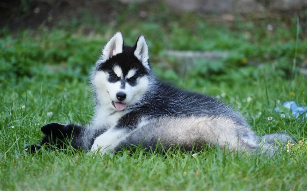 Przepiękna czarno-biała ciemnooka sunia Siberian Husky FCI
