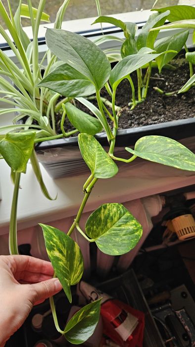 Epipremnum złociste 1 sadzonka odnóżka duża ukorzeniona biało - zielo