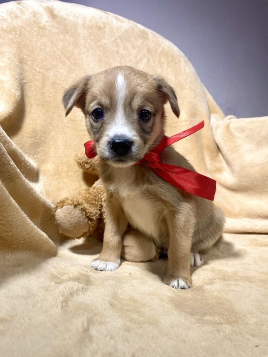 Врятована дівчинка шукає родину