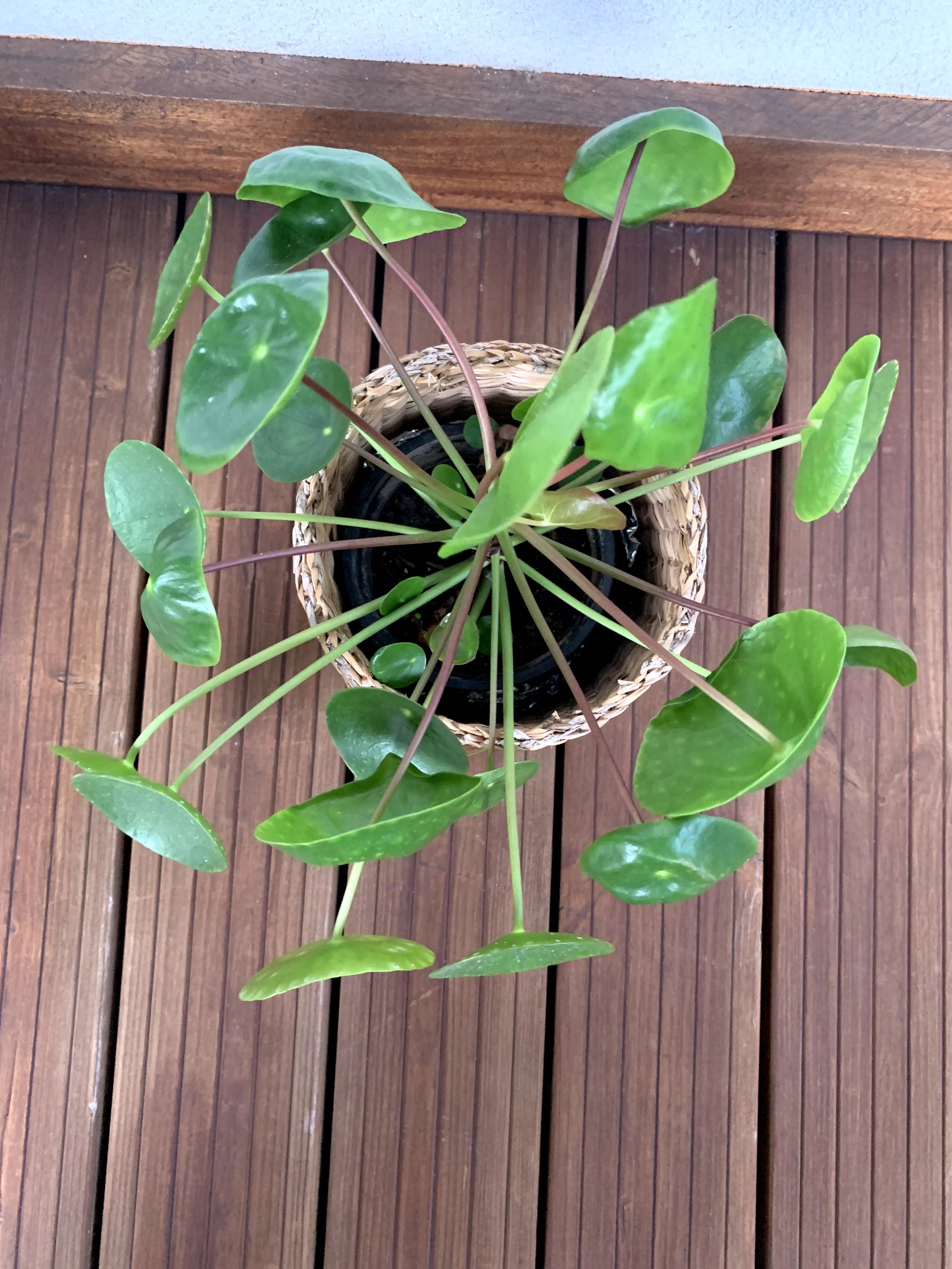 Planta Pilea Peperomioides / folhas redondas