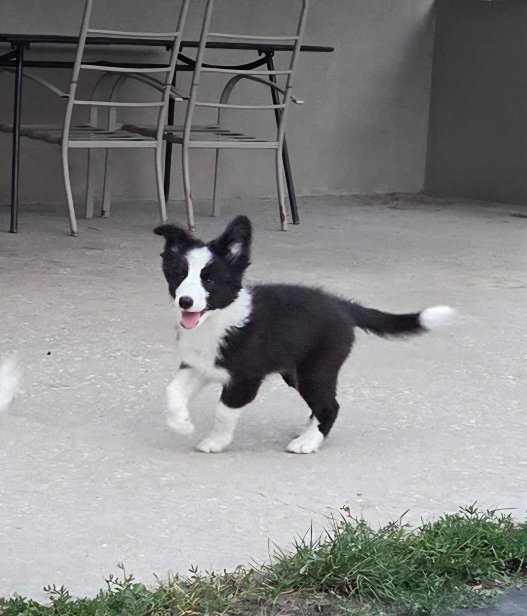 Border collie piesek po championach ZKwP/FCI