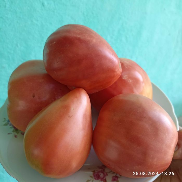 Насіння томату "Золоте серце Ашхабаду","Товстунка","Царь Колокол"