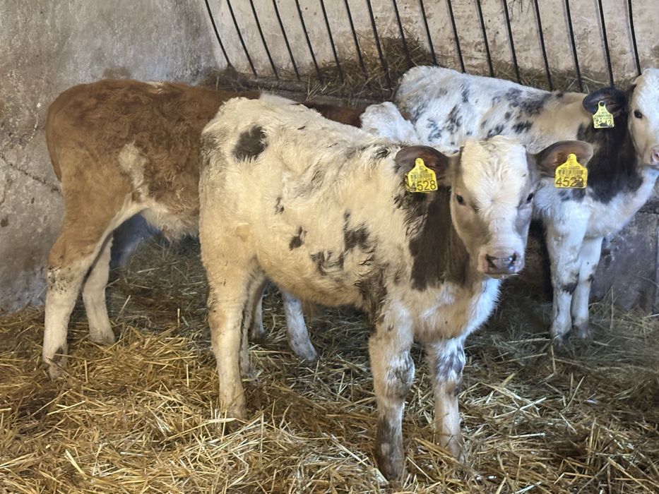 Byczki mięsne bez mleka