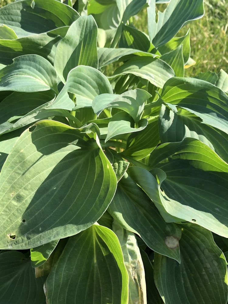 Funkia hosta zadoniczkowana