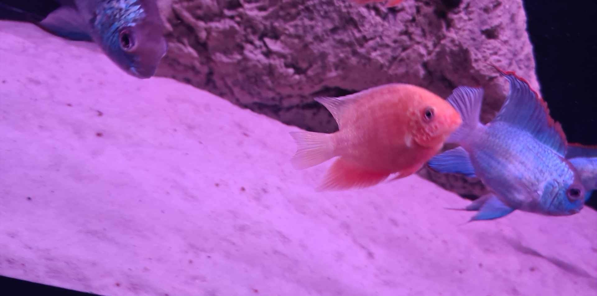 Pielegnice severum red