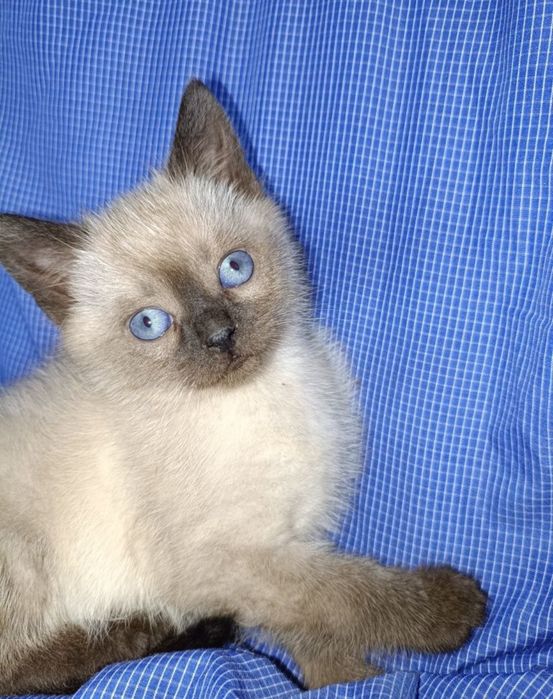 Кіт, кошеня,котик