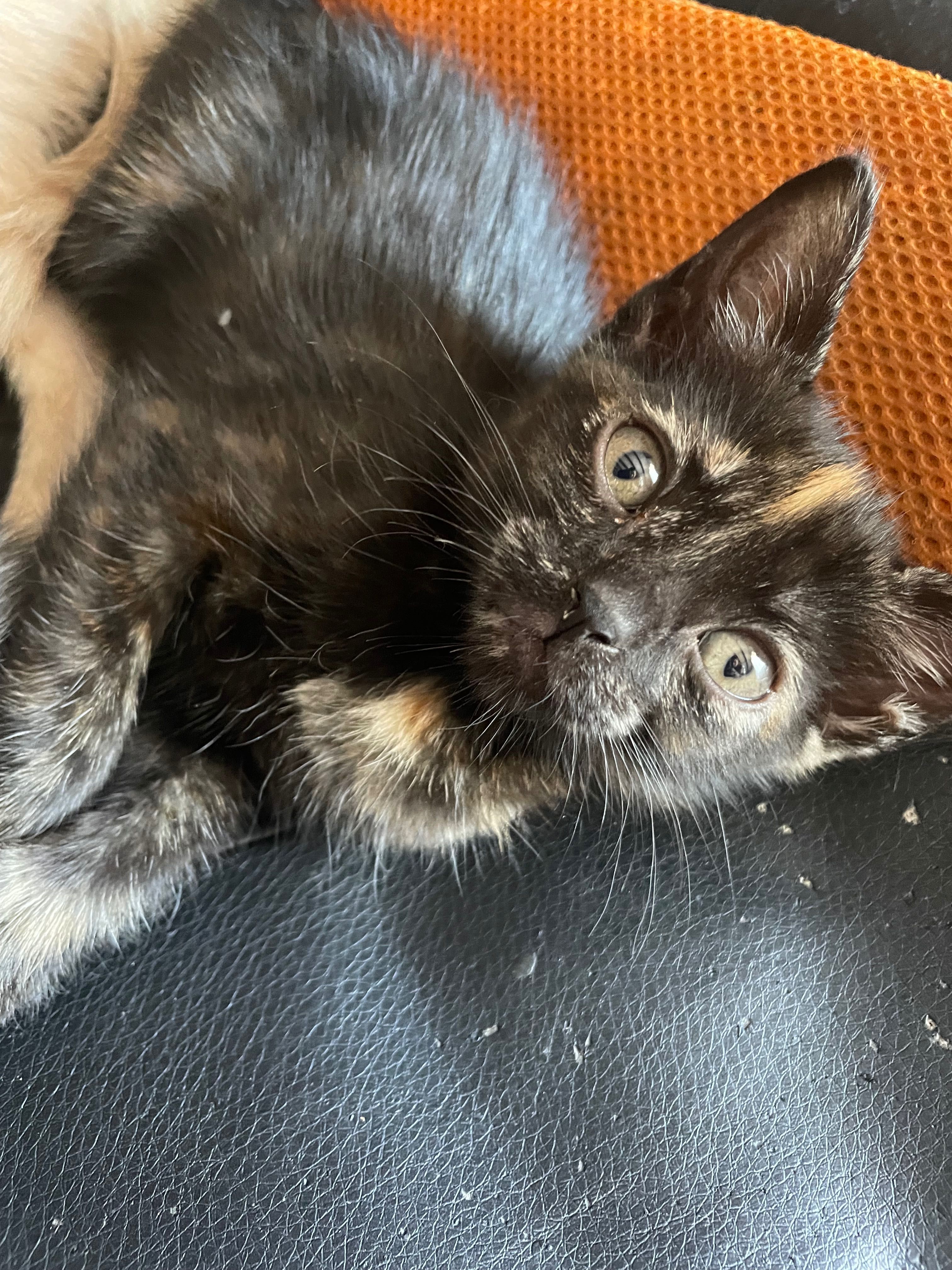Dasse gatinhos bebés