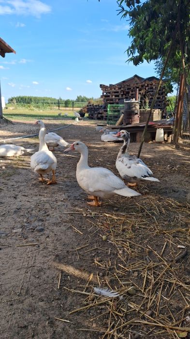 Sprzedam kaczory i kaczki