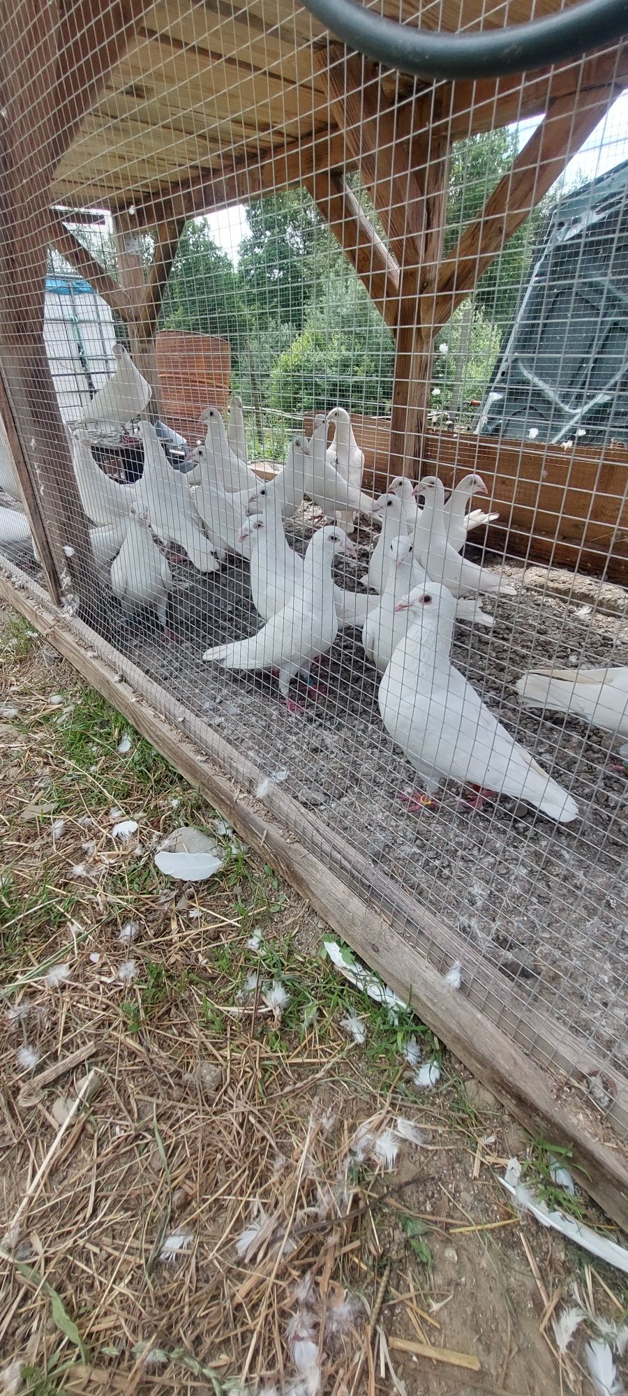 Gołębie białe pocztowe . /Rozpłodowe/weselne /